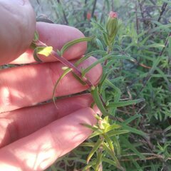 Castilleja tenuiflora