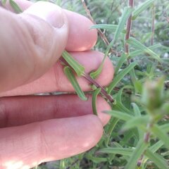 Castilleja tenuiflora