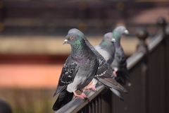 Columba livia domestica