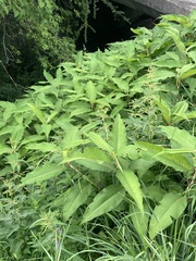 Koenigia polystachya