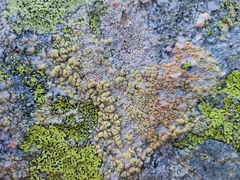 Lecanora alpigena