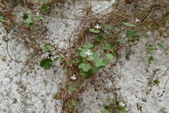 Cymbalaria muralis