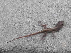 Anolis sagrei