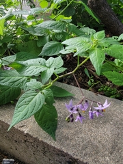 Solanum dulcamara