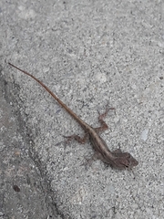 Anolis sagrei