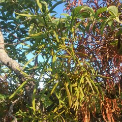 Phoradendron carneum
