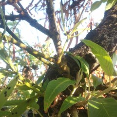 Phoradendron carneum