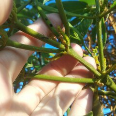Phoradendron carneum