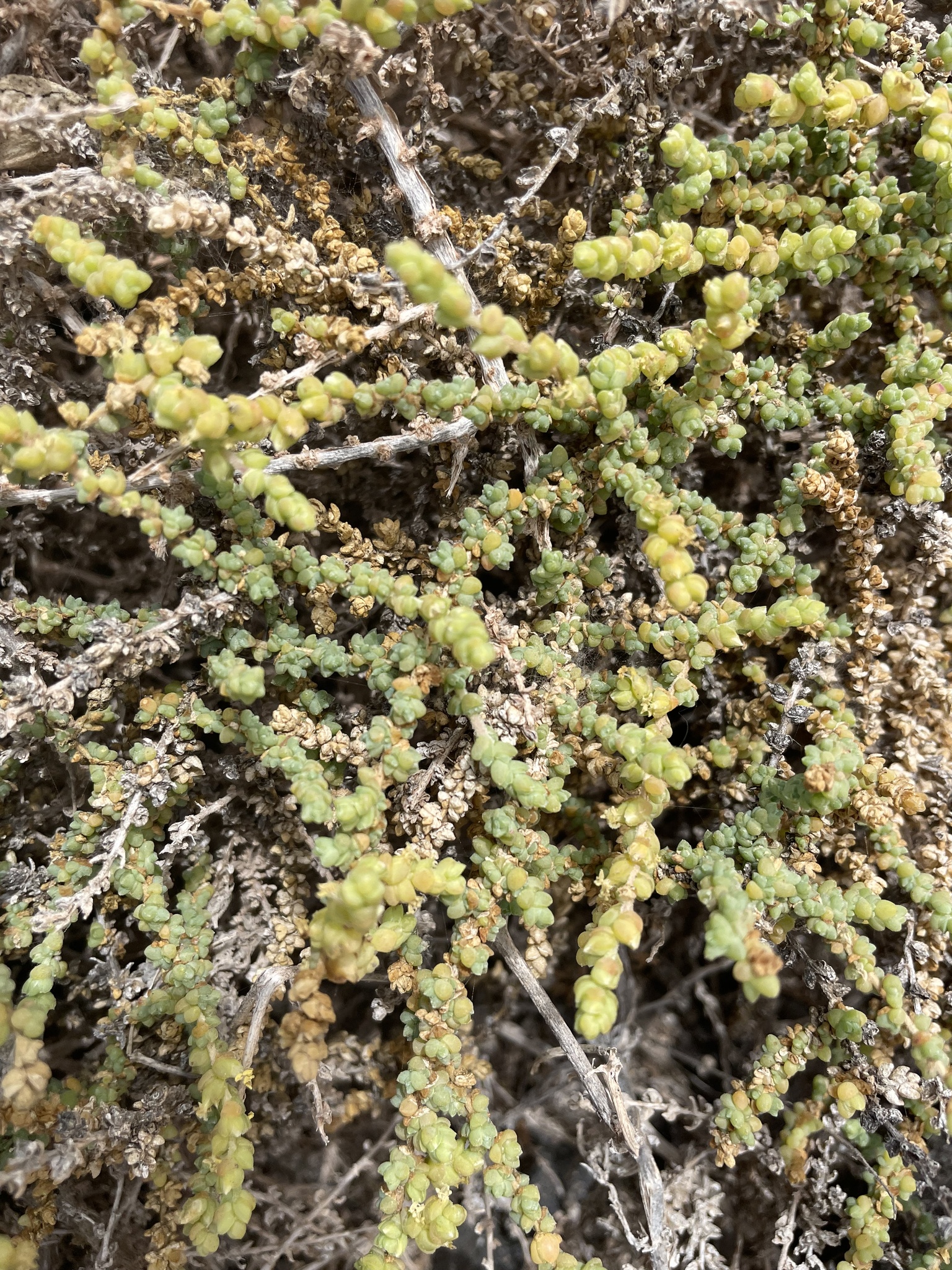 Caroxylon tetrandrum