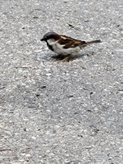 Passer domesticus