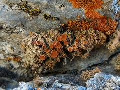 Xanthaptychia contortuplicata