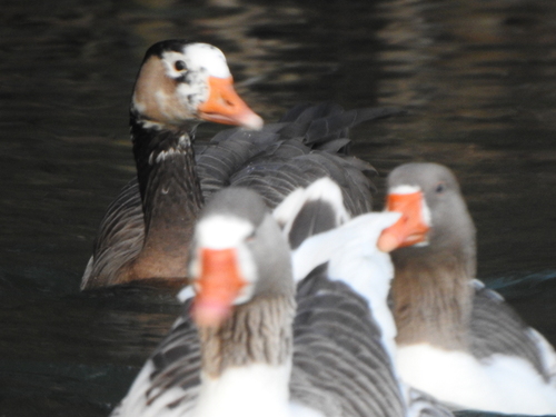 Greylag × Canada Goose hybrid
