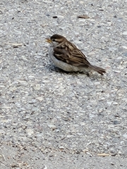 Passer domesticus