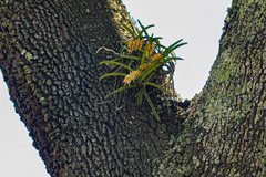 Cyrtorchis praetermissa subsp. praetermissa image