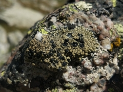 Calvitimela armeniaca