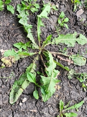 Taraxacum officinale