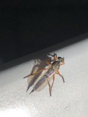 Neomochtherus pallipes