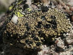 Calvitimela armeniaca