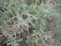 Condalia globosa