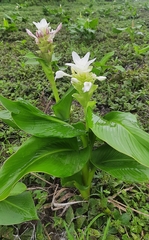 Curcuma caulina