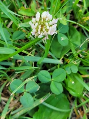 Trifolium repens