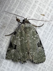Leuconycta diphteroides