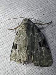 Leuconycta diphteroides