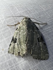Leuconycta diphteroides