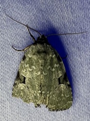Leuconycta diphteroides