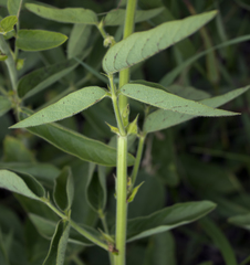 Desmodium illinoense