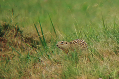 Spermophilus suslicus