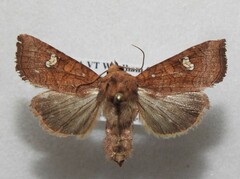 Amphipoea interoceanica