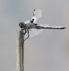 Libellula nodisticta