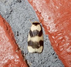 Padenia transversa