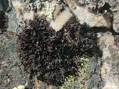 Cornicularia normoerica
