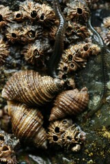 Thatched Barnacle