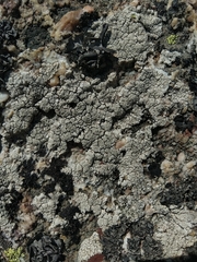 Pertusaria pseudocorallina