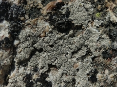 Pertusaria pseudocorallina