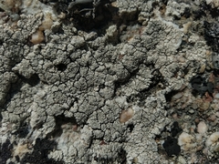 Pertusaria pseudocorallina