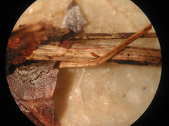 Stemonitopsis hyperopta