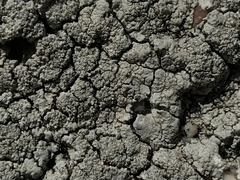 Pertusaria pseudocorallina