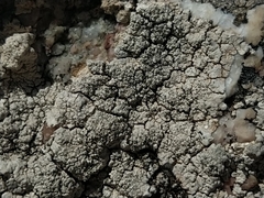 Pertusaria pseudocorallina