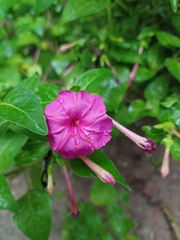 Mirabilis jalapa