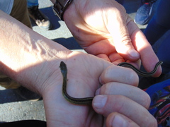 Dendrophidion bivittatus