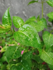 Mirabilis jalapa
