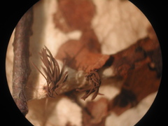 Stemonitopsis hyperopta