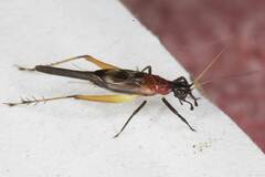 Homoeoxipha lycoides