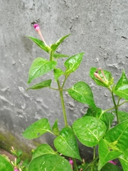 Mirabilis jalapa