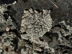 Brodoa atrofusca