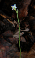 Burmannia biflora image